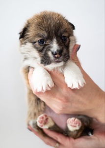 Цуценята коргі