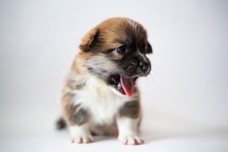 Цуценята коргі