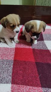 Джек Рассел терьер хлопчики та дівчатка