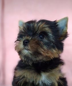 Йорко - малята у пошуку родини