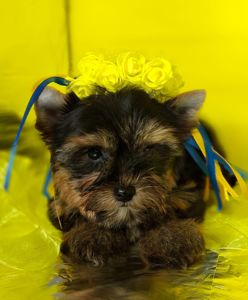 Йорко - малята у пошуку родини