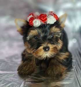 Йорко - малята у пошуку родини