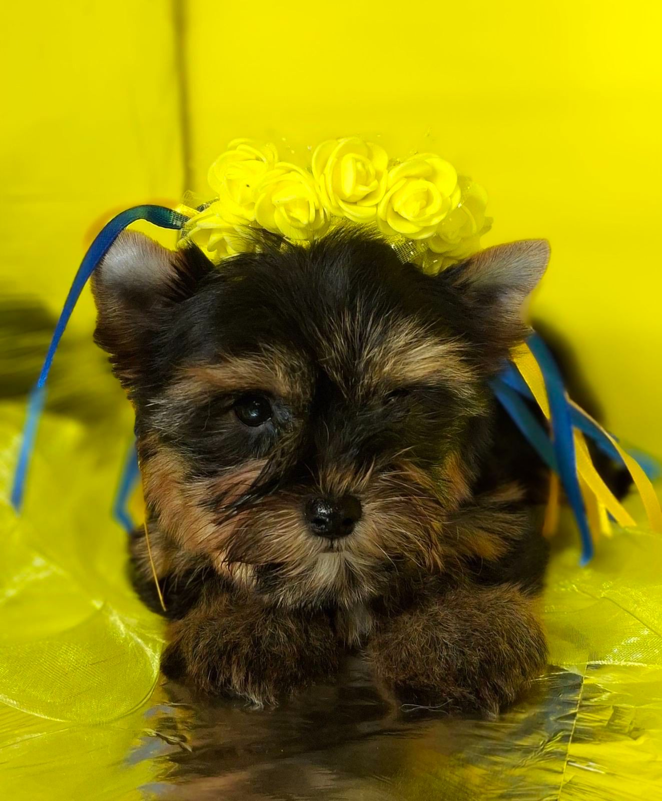 Йорко - малята у пошуку родини