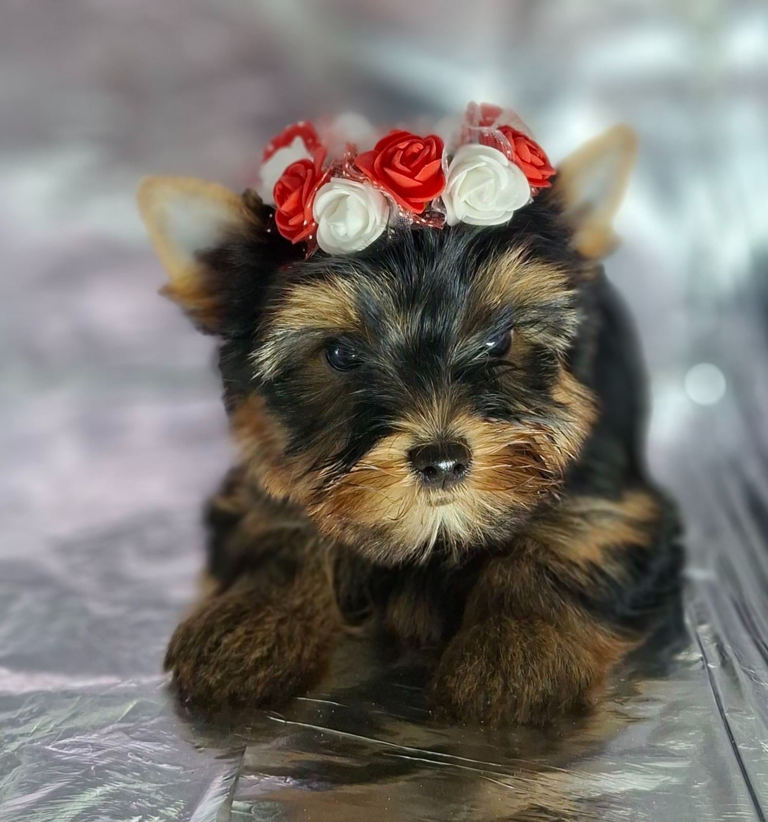 Йорко - малята у пошуку родини