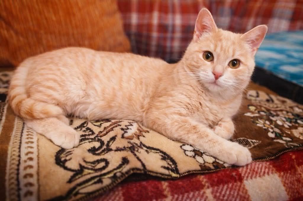 Рудік шукає дім