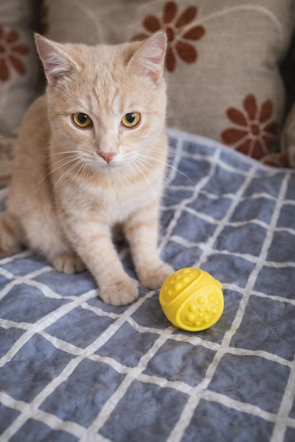 Рудік шукає дім