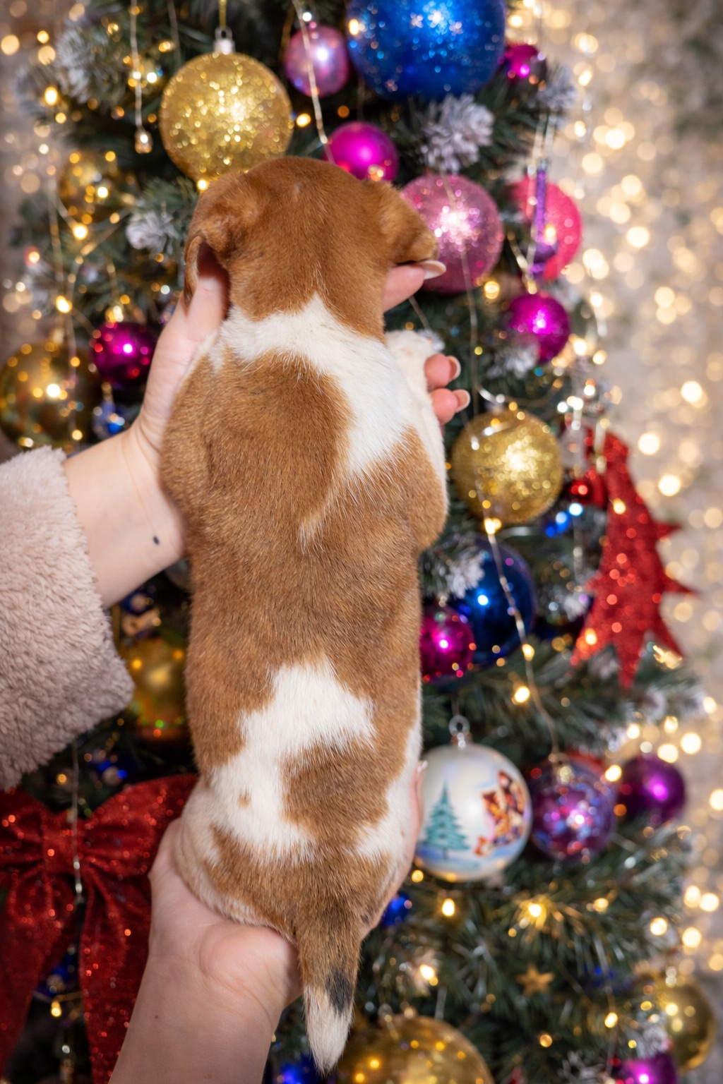 Хлопчик Джек- рассела - терьʼєра