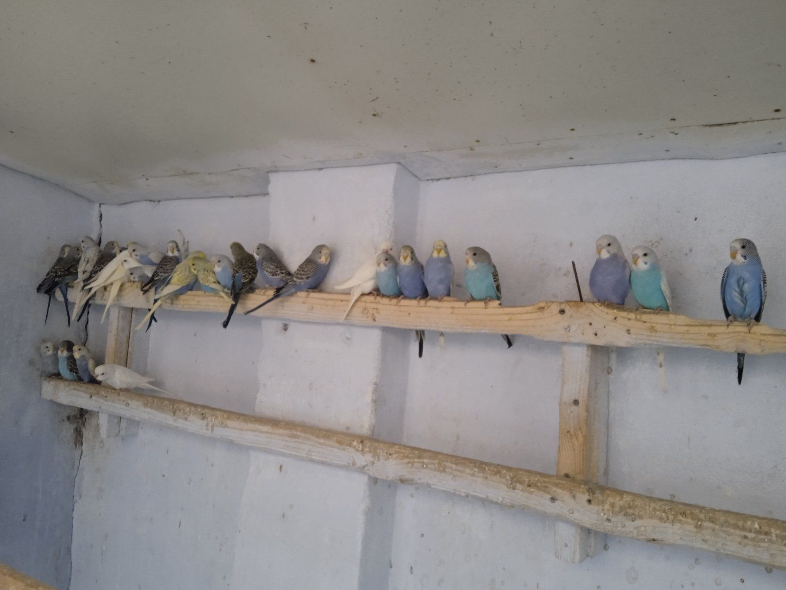 Продам хвилястих попуг