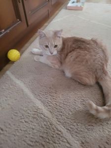 Рудік шукає дім