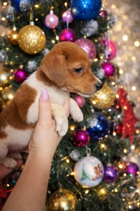 Хлопчик Джек- рассела - терьʼєра