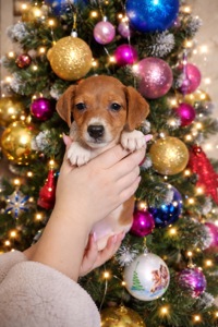 Хлопчик Джек- рассела - терьʼєра