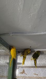 Продам молоді какаріки