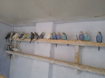 Продам хвилястих попуг