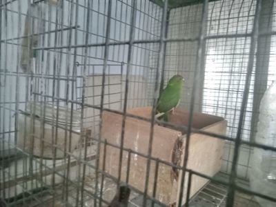 Продам молоді какаріки