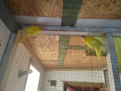 Продам молоді какаріки