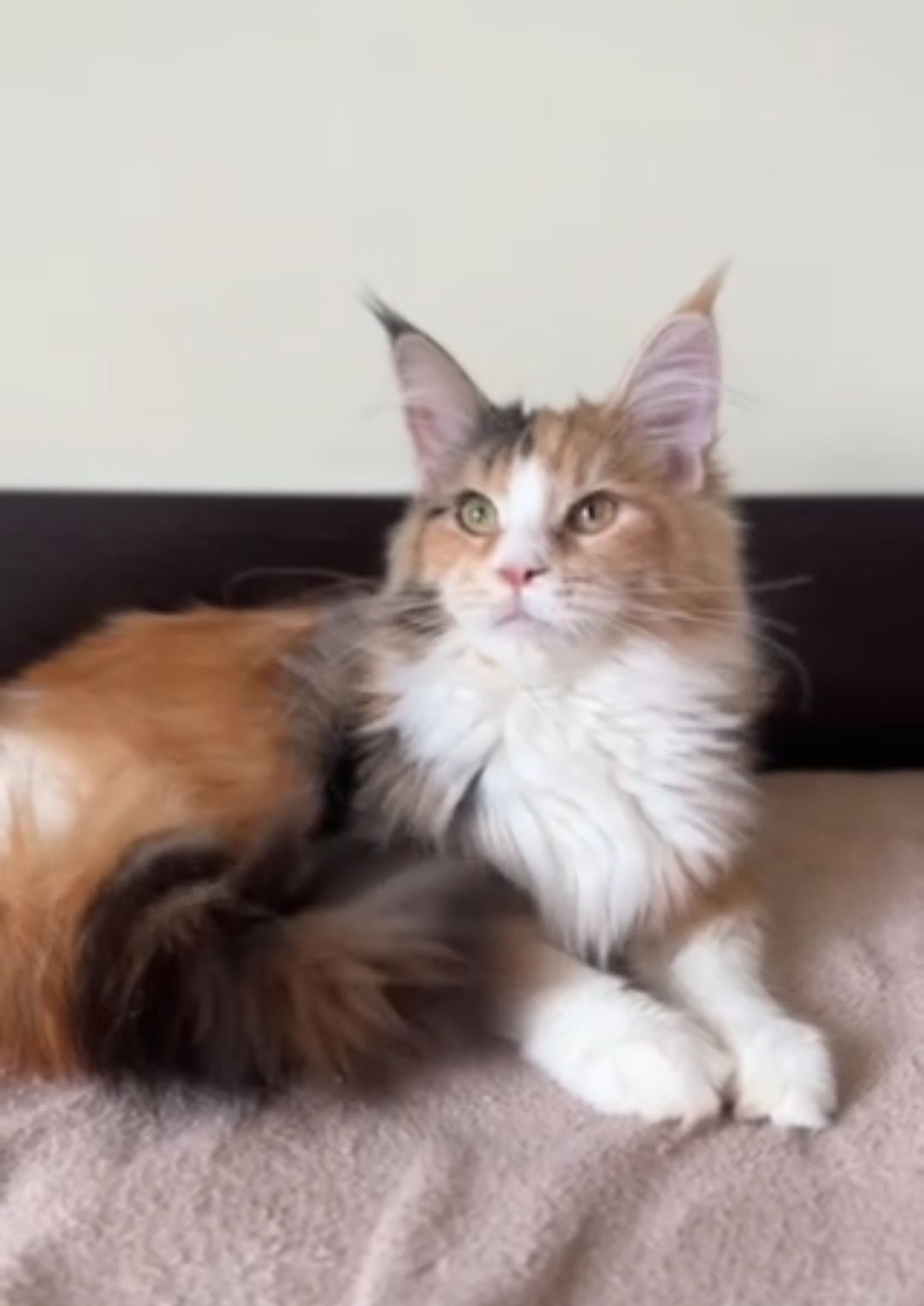 Мейнкун дівчинка з документами