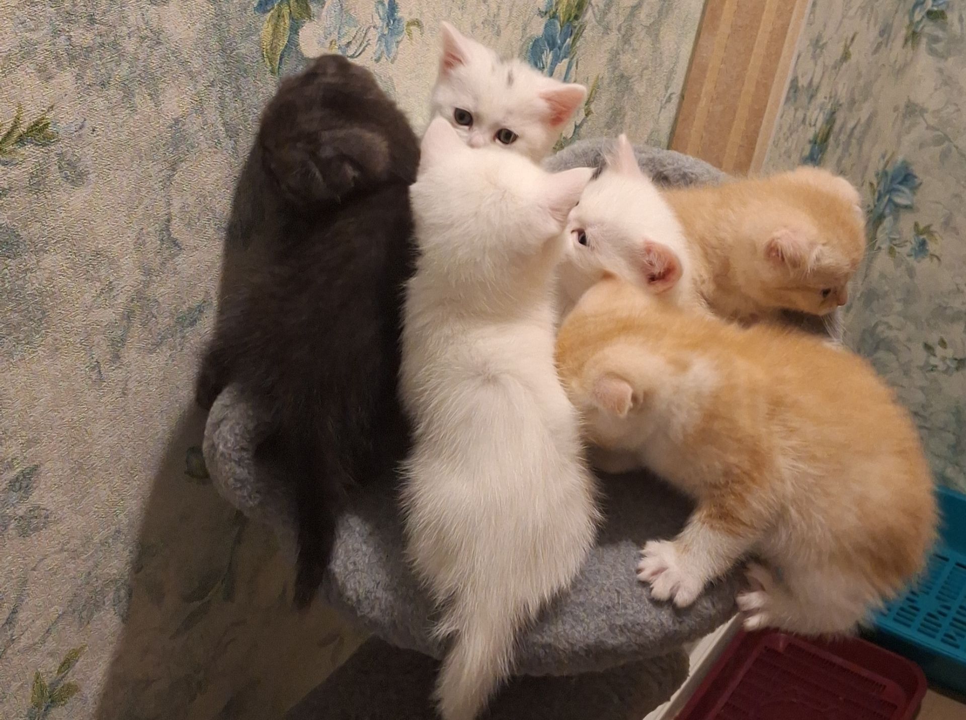 Шотландський висловухий котик хлопчик, кремовий таббі