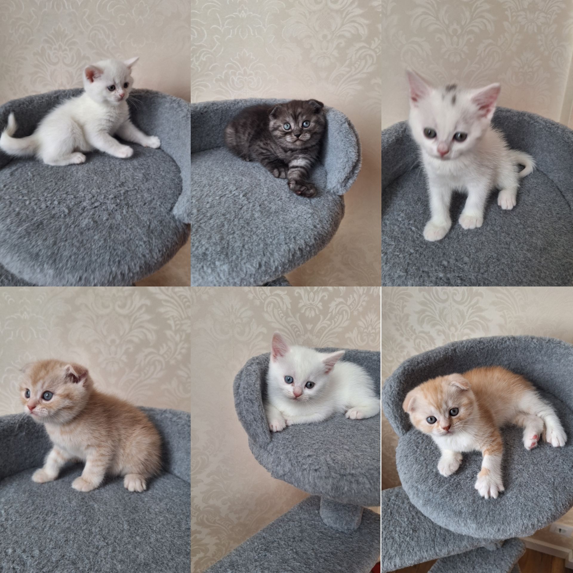 Шотландський висловухий хлопчик, рижий