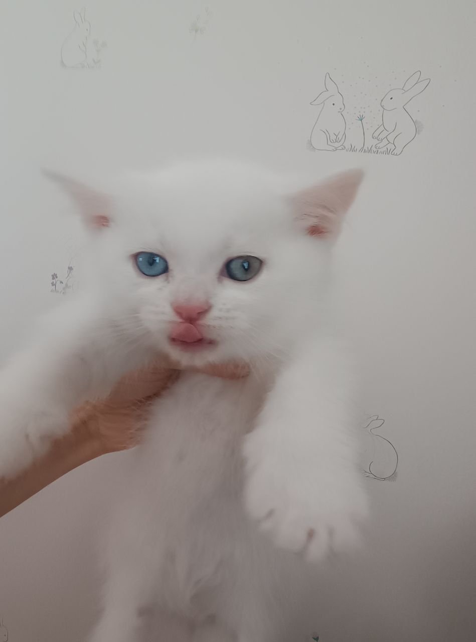 Різнокольорові очі, Шотландський прямовухий хлопчик