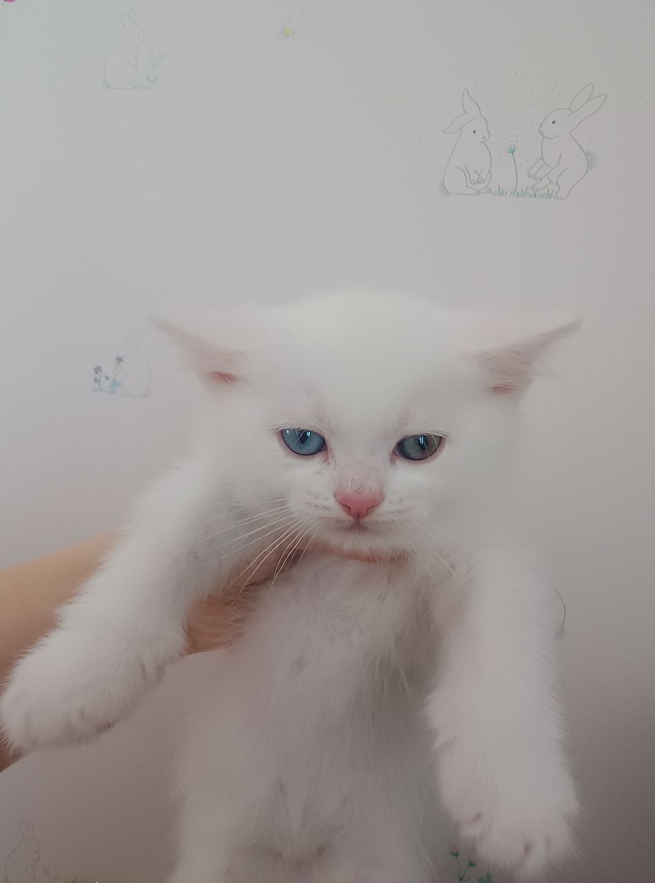 Різнокольорові очі, Шотландський прямовухий хлопчик