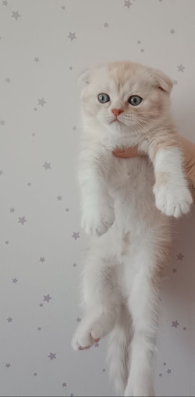 Шотландський висловухий хлопчик, рижий