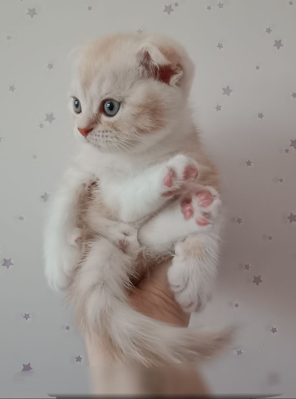 Шотландський висловухий хлопчик, рижий