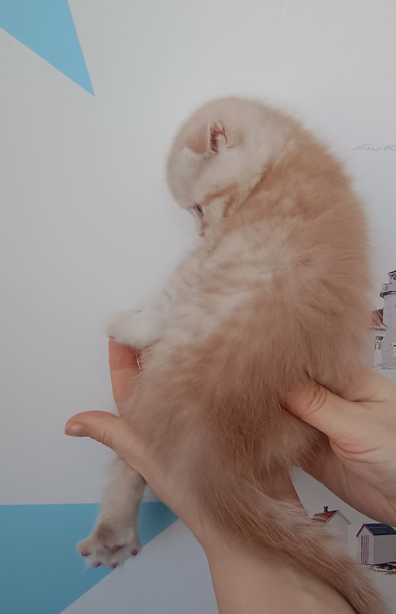 Шотландський висловухий котик хлопчик, кремовий таббі