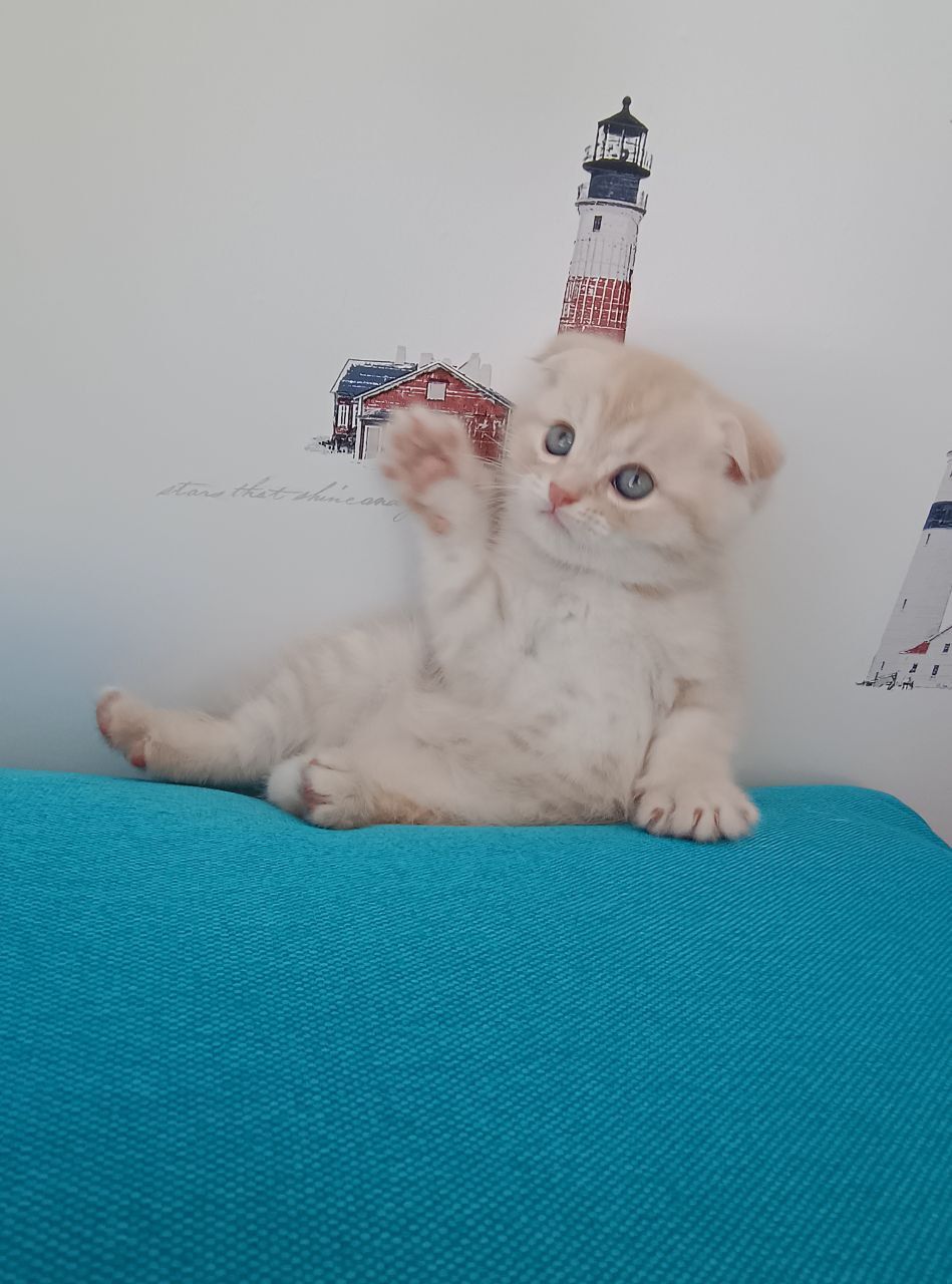 Шотландський висловухий котик хлопчик, кремовий таббі