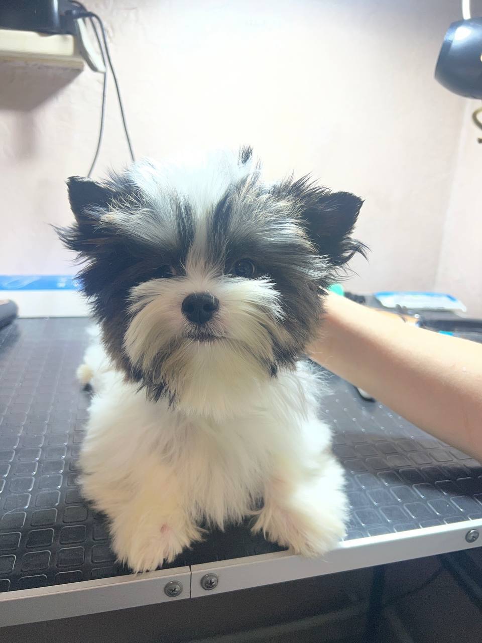 Мальчик бивер, документы КСУ