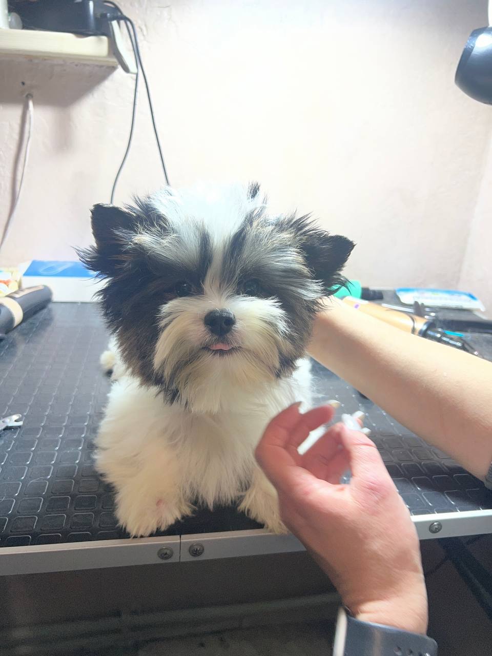 Мальчик бивер, документы КСУ