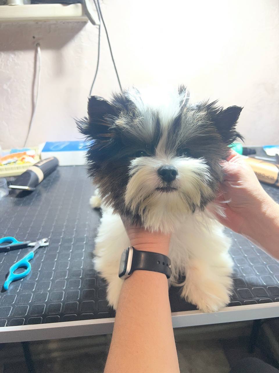 Мальчик бивер, документы КСУ