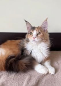 Мейнкун дівчинка з документами