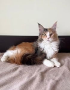 Мейнкун дівчинка з документами