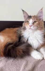 Мейнкун дівчинка з документами