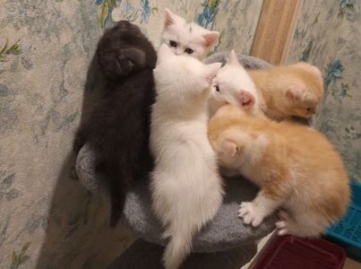 Шотландський висловухий котик хлопчик, кремовий таббі