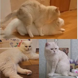 Шотландський висловухий хлопчик, рижий