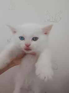 Різнокольорові очі, Шотландський прямовухий хлопчик