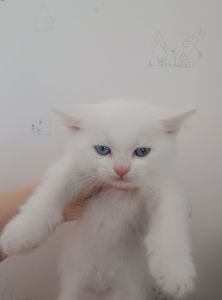 Різнокольорові очі, Шотландський прямовухий хлопчик