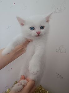 Різнокольорові очі, Шотландський прямовухий хлопчик