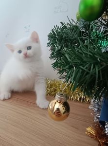 Різнокольорові очі, Шотландський прямовухий хлопчик