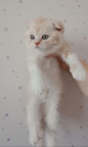 Шотландський висловухий хлопчик, рижий