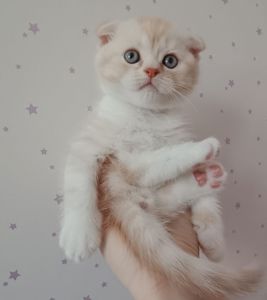 Шотландський висловухий хлопчик, рижий