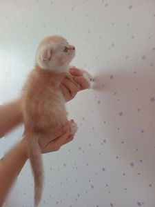 Шотландський висловухий хлопчик, рижий