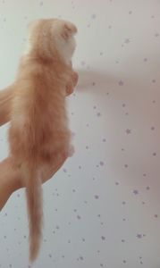 Шотландський висловухий хлопчик, рижий