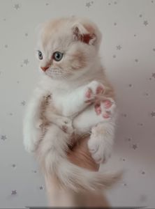 Шотландський висловухий хлопчик, рижий