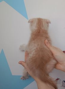 Шотландський висловухий котик хлопчик, кремовий таббі
