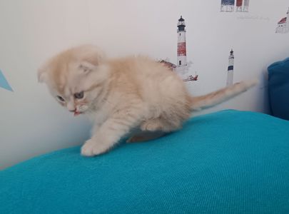 Шотландський висловухий котик хлопчик, кремовий таббі