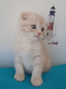 Шотландський висловухий котик хлопчик, кремовий таббі