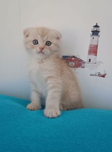 Шотландський висловухий котик хлопчик, кремовий таббі