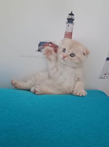 Шотландський висловухий котик хлопчик, кремовий таббі